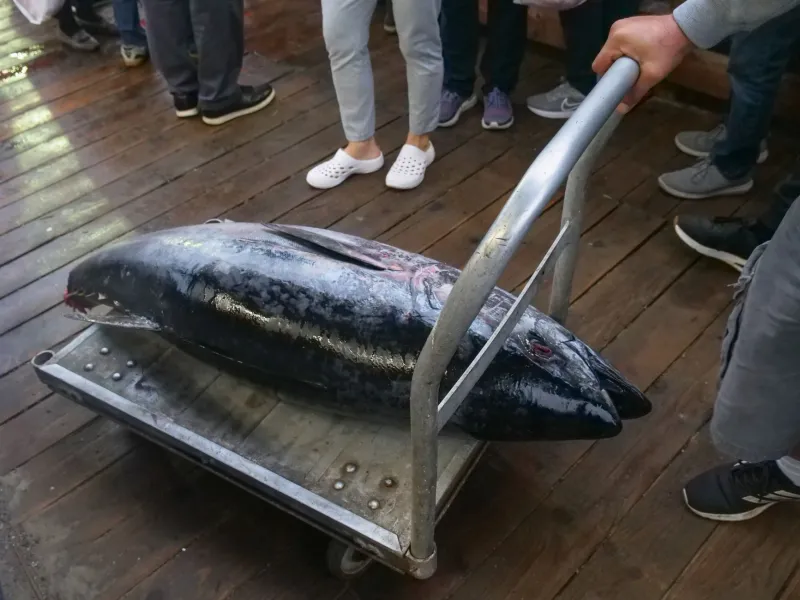 Inside Japan's Wildest Morning Ritual: A Couch Traveler's Guide to Nagasaki's Fish Auctions
