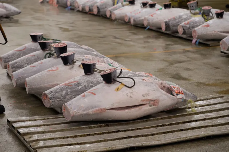 How a Small Japanese Fishing Region Quietly Rewired America's Appetite for Premium Seafood