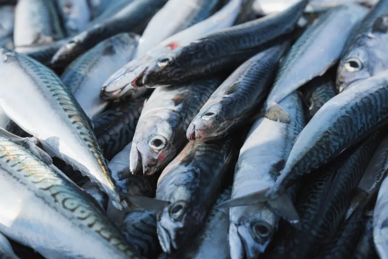 Frozen Beats Fresh: The Cold Chain Science That Makes Nagasaki Seafood a Smart Buy